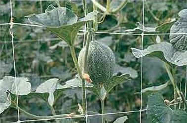 Anti reticolato rampicante UV di sostegno della pianta dell'HDPE per il raccolto di verdure, verde