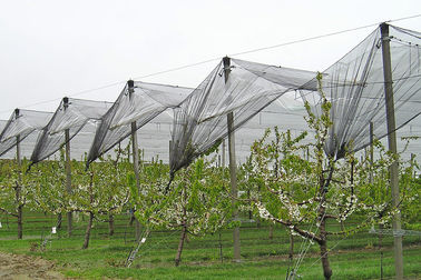 Reti anti-grandine di plastica di agricoltura con anti uv per frutta e la verdura