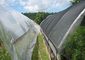 Reticolato di plastica nero dell'ombra della serra per l'agricoltura, 4 x 100m