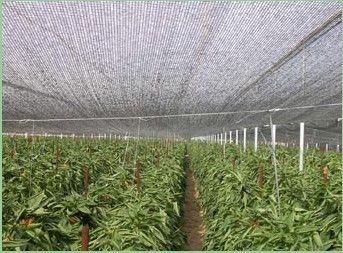 Reticolato del parasole tricottato Raschel dell'HDPE per la serra, orticoltura