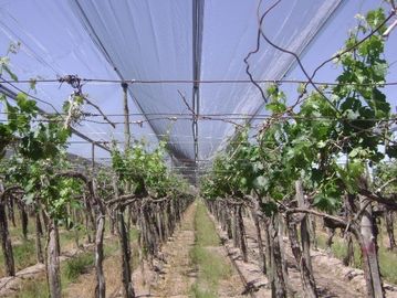 Anti reticolato di plastica ad alta resistenza della grandine per la vigna/uva, abitudine